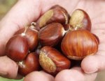 pitomi-kesten-za-bubrežne-i-srčane-bolesnike